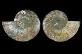 Sliced Ammonite Fossil - Agatized #115306-1